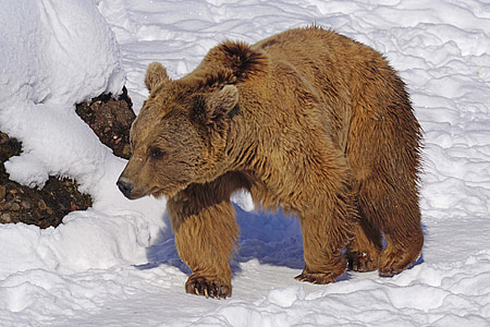 brown bear on snow thumbnail