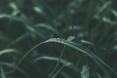 Shallow Focus of Green Leaves thumbnail