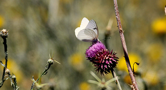 Butterfly, Nature thumbnail