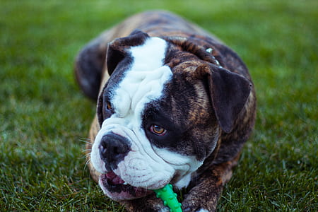 adult brown, white, and black dog chewing on green teething toy thumbnail