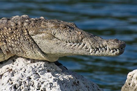alligator on rock thumbnail