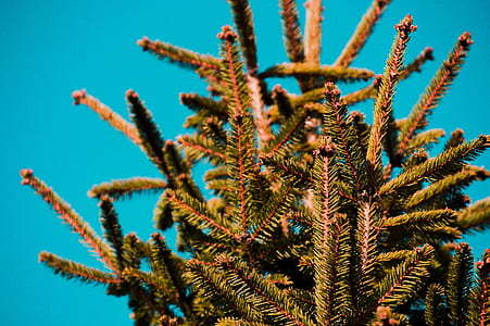 green tree thumbnail