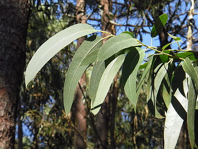 green leaves thumbnail