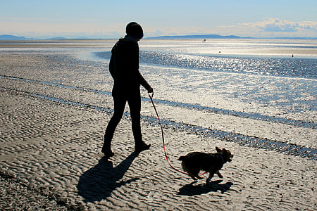 person walking on beach with dog during daytime thumbnail