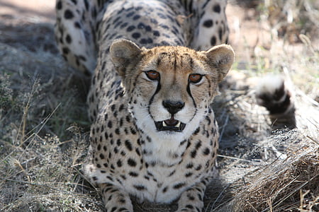 selective focus photography of cheetah thumbnail