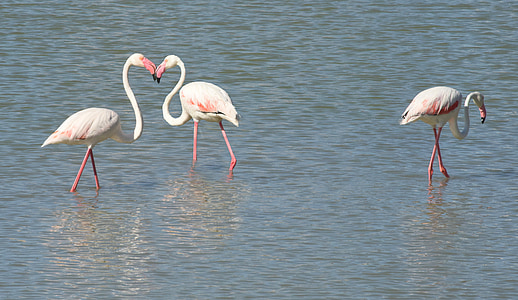 three pink flamingos on body of water thumbnail