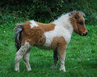white and brown foal standing on grass thumbnail