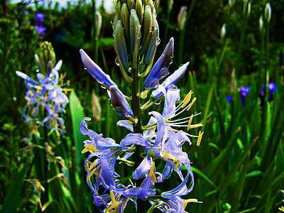 Hyacinth, Light Blue Flower thumbnail