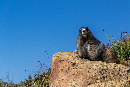 brown and gray beaver reclining on rock thumbnail