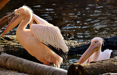 two pink pelican birds near the body of water at daytime thumbnail