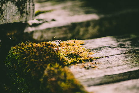 green leafed plant on wood thumbnail