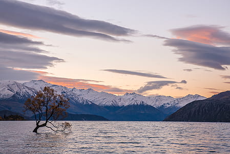 tree on body of water thumbnail