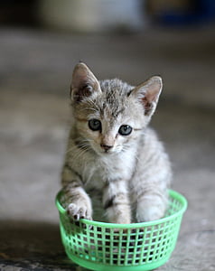 kitten in green bowl thumbnail
