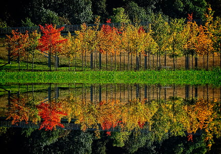 trees across body of water thumbnail