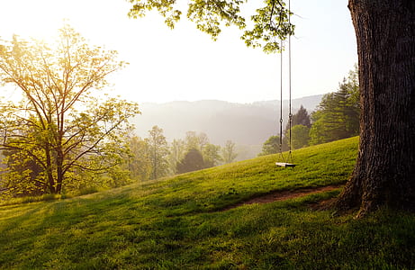 landscape photography of lawn grass beside tree thumbnail