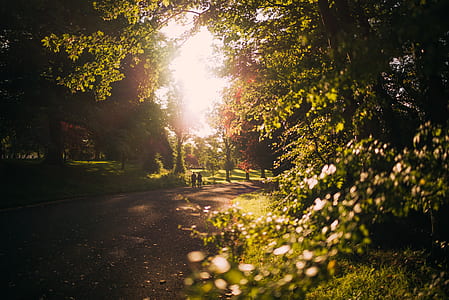 two people walking on road surrounded with trees during daytime thumbnail
