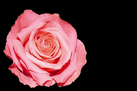 pink rose thumbnail