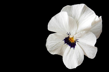 white petaled flower thumbnail