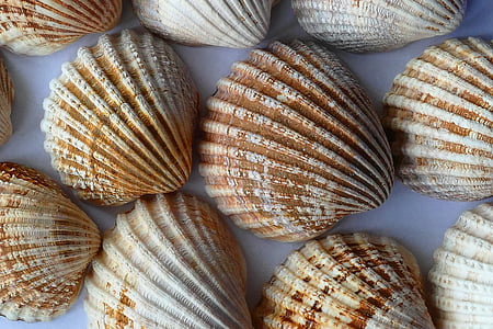 clam shells on blue surface thumbnail
