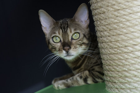 Cat, Bengal thumbnail