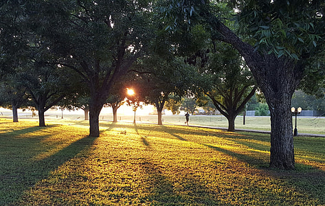 green trees with green grass thumbnail