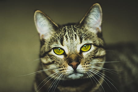 tilt shift photgraphy of silver Tabby cat thumbnail