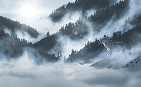 gray wolf standing near mountain thumbnail