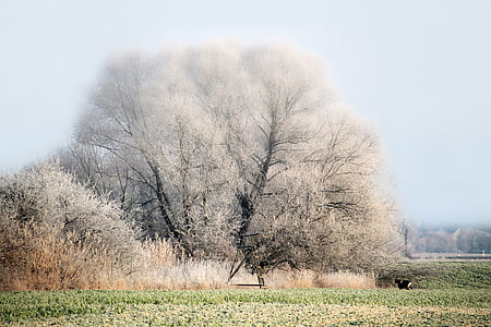 white leafed tree on ground thumbnail