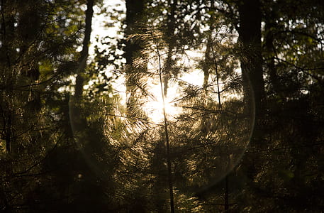 plants on forest thumbnail