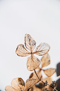 brown dried leaf with white background thumbnail