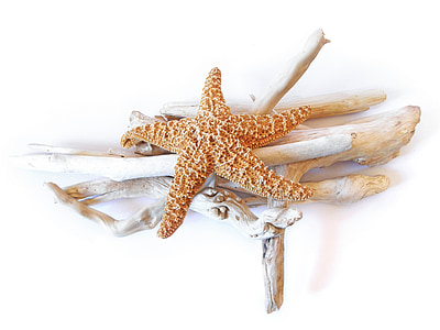 orange star fish on driftwood thumbnail