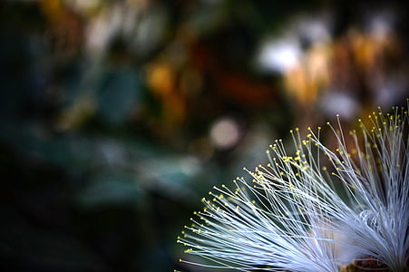 focus photography of white petaled flower thumbnail