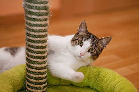 tabby cat lying on pet bed thumbnail