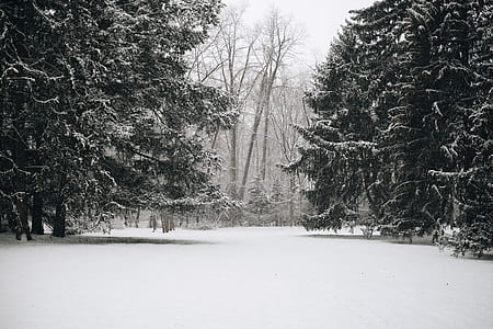 green pine trees covered with snow during daytime thumbnail