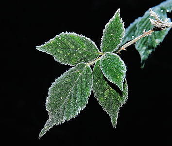 green leaf plant macro photography thumbnail