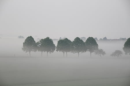 green leafed trees during fog thumbnail