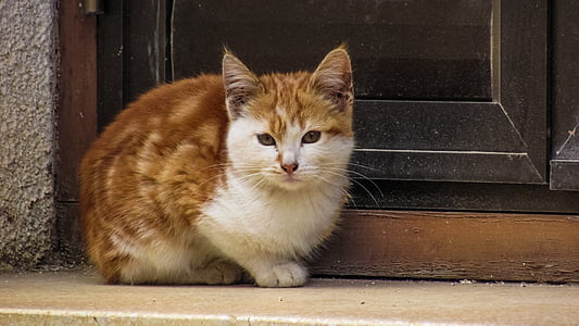 cat sitting beside door thumbnail