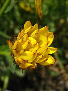 Calendula Officinalis, Pot Marigold thumbnail