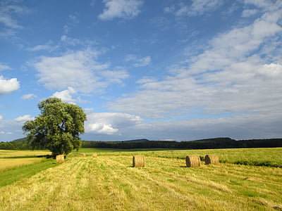 four roll of hays on grass field thumbnail