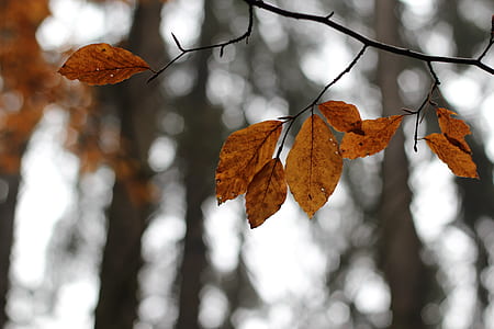 selective photo of brown leaf thumbnail