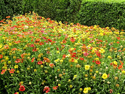 an attractive view of a flowerbed in a park thumbnail