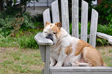 sleeping short-coated white and brown dog on brown wooden Adirondack chair thumbnail