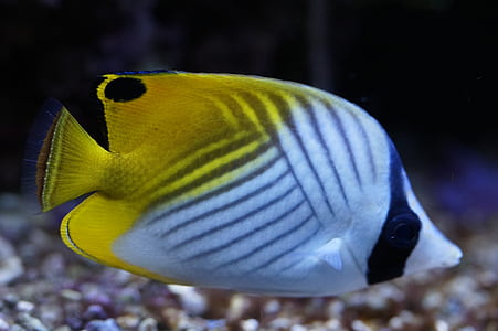 white, black, and yellow fish thumbnail