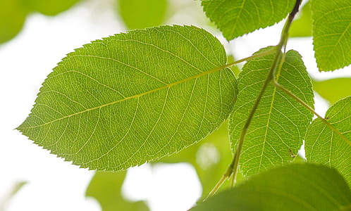 Shallow Focus Photography of Green Leafed Tree thumbnail