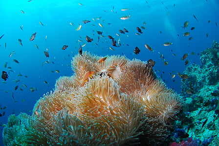 photo of coral reefs underwater thumbnail