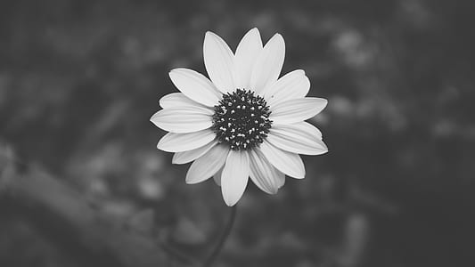 selective focus photography of grayscale daisy bush flower thumbnail