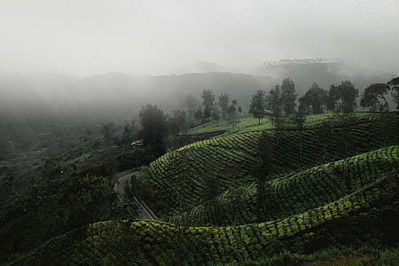 rice terraces photo thumbnail