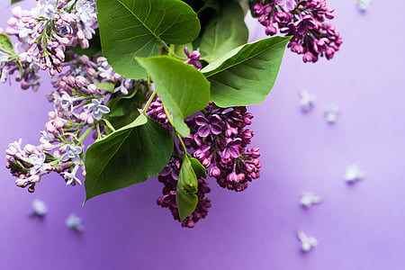 shallow focus photography of purple flowers thumbnail