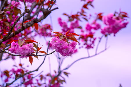 Close-Up Photography of Pink Flowers thumbnail