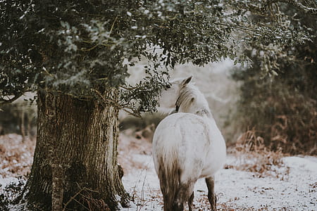 white horse beside brown tree during daytime thumbnail